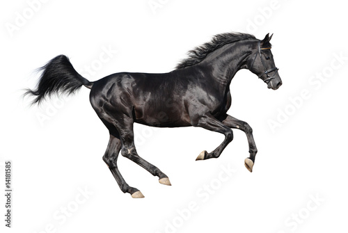 galloping black stallion isolated on white © dozornaya