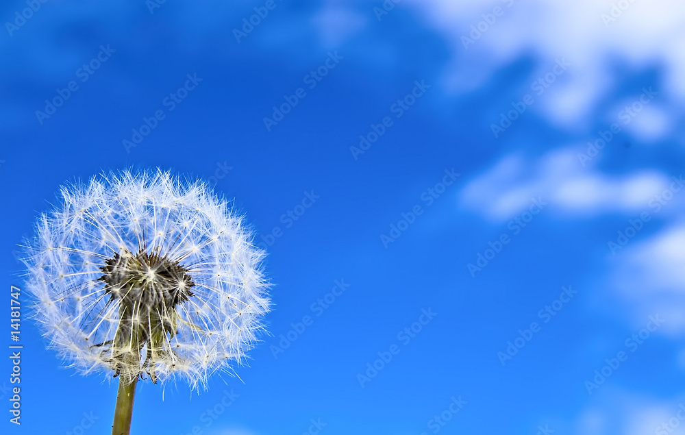 Dandelion on the blue sky background.