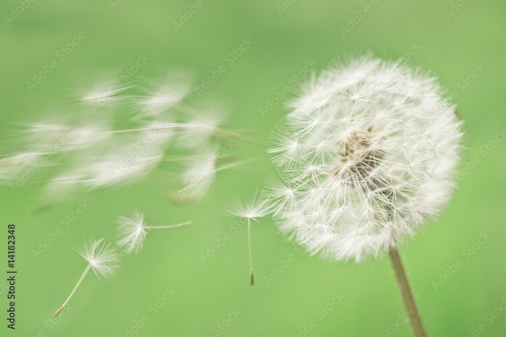 Fototapeta premium dandelion