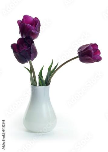Wallpaper Mural bouquet of violet  tulips on white background Torontodigital.ca