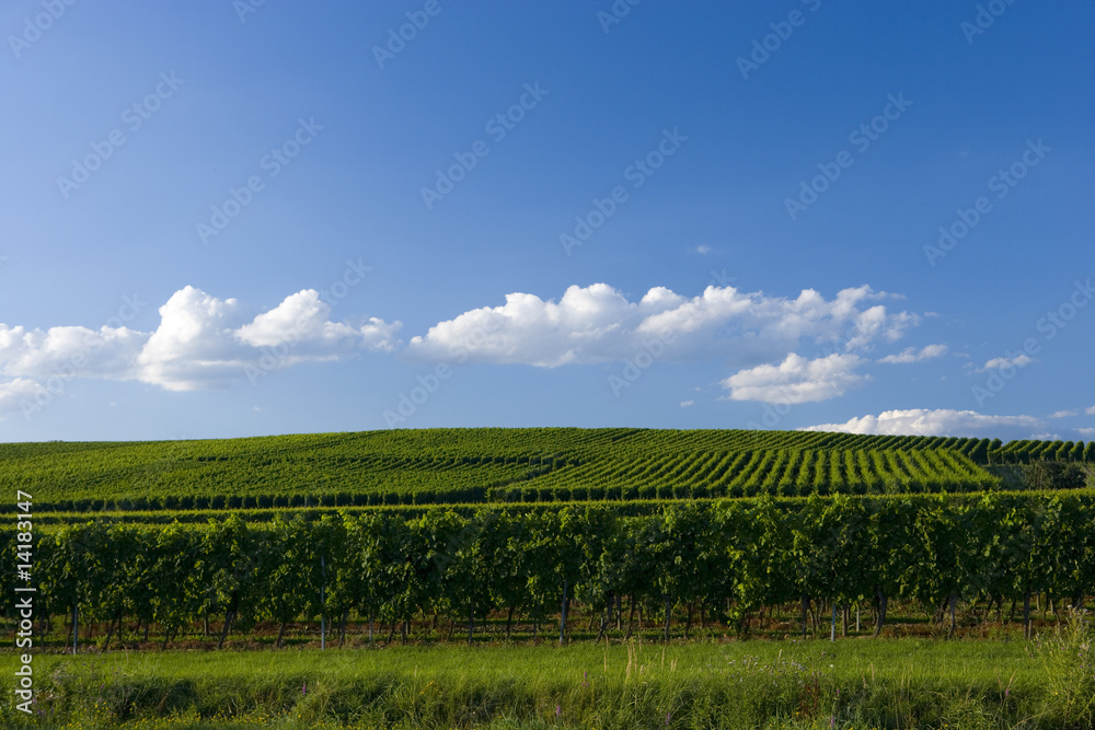 Fototapeta premium Weinberg, Hagnau, Bodensee