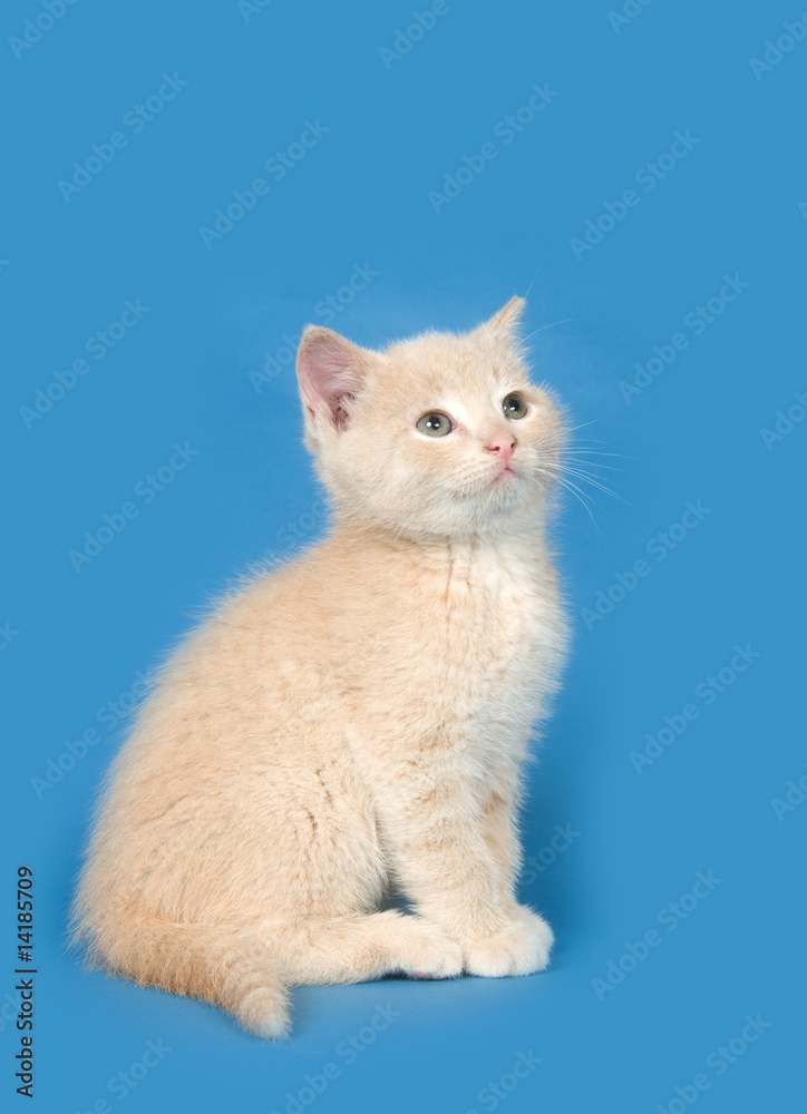 Yellow kitten on blue