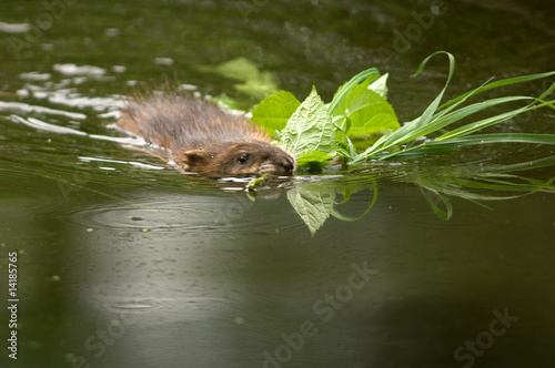 Muskrat with mouth full of food
