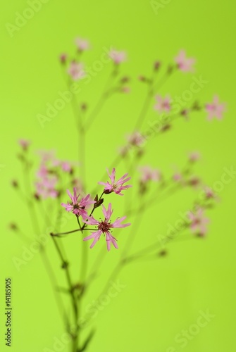 silène fleur de coucou © chris32m