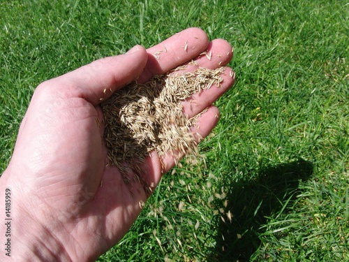 фотографія Grassamen