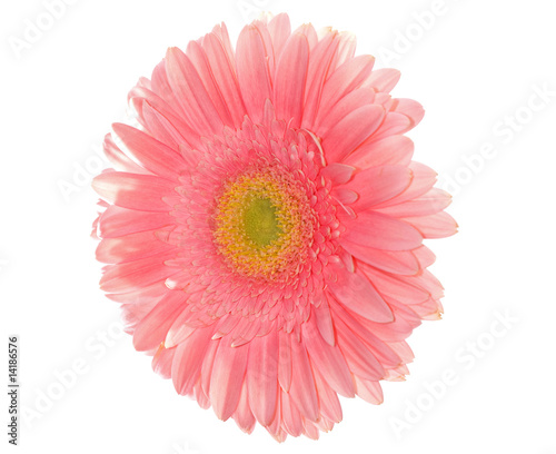 light pink daisy