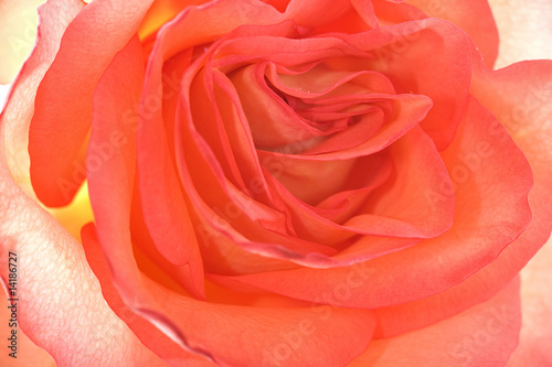 beautiful orange rose macro