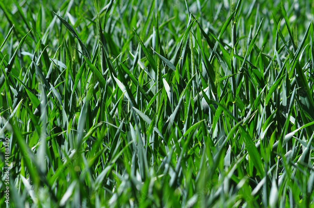 Weizen Gras Feld Landwirtschaft Weizen Gras Feld Landwirtschaft