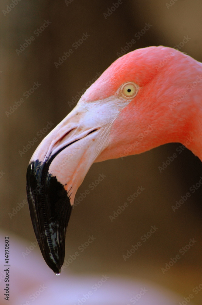 Fototapeta premium Fenicottero Rosa 2