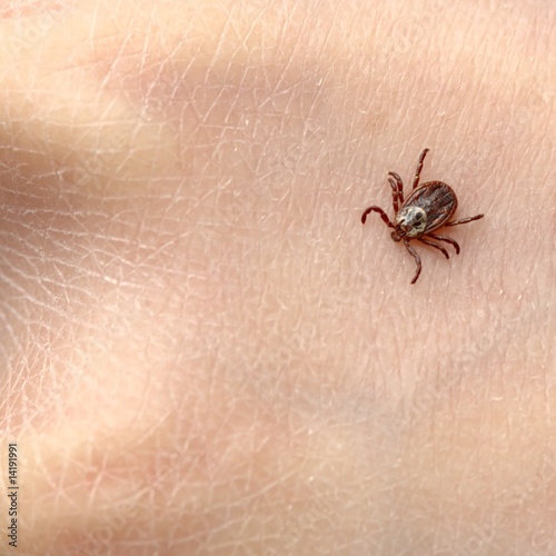 mite