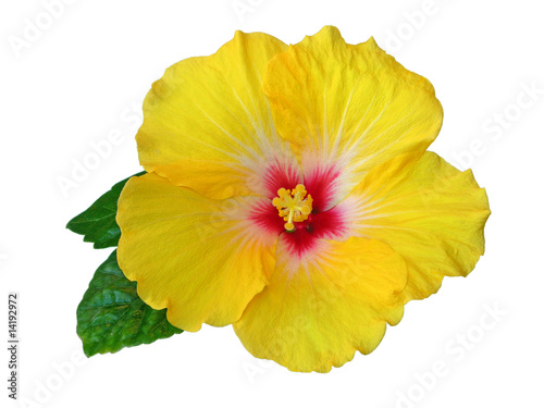 Gelbe Hibiskusblüte