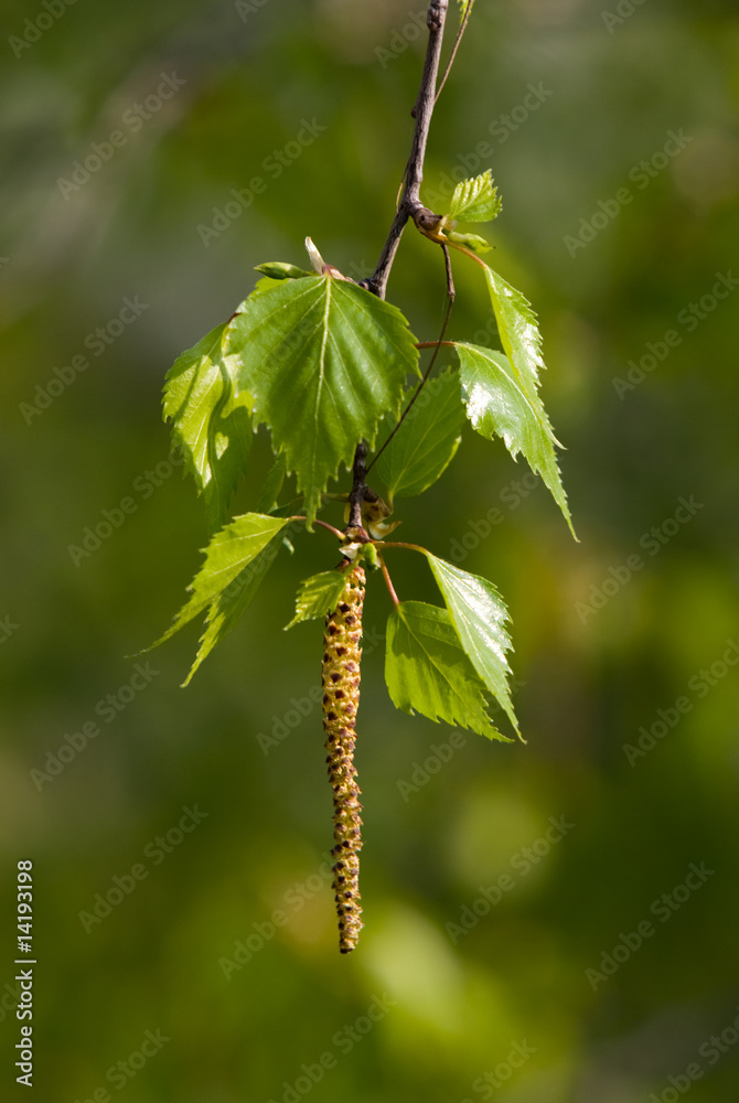 Branch of a birch Branch of a birch