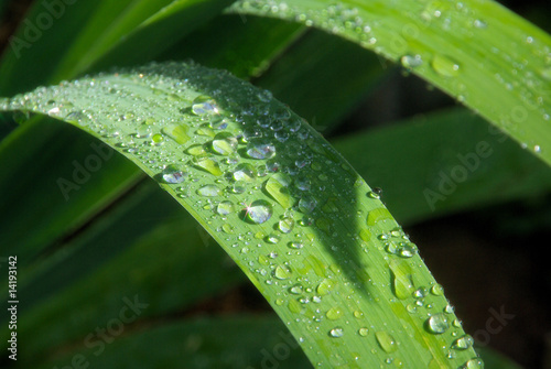 Wassertropfen auf Blatt - waterdrop on leaf 11