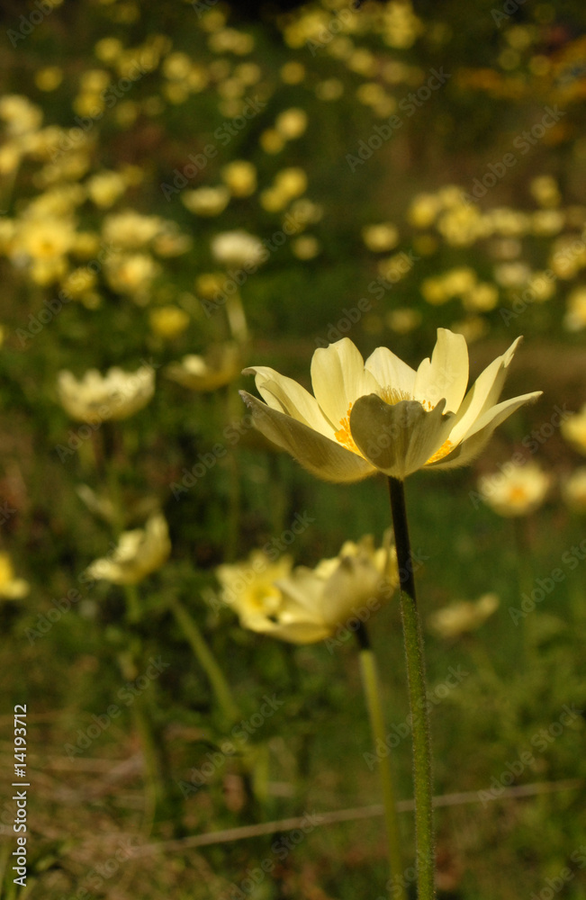 Obraz premium Pulsatilla alpina