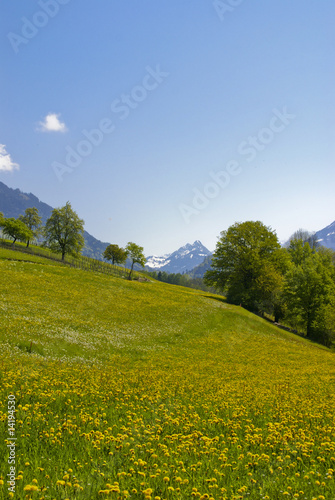 Fr  hling im Walgau