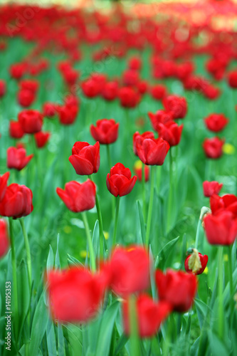 Tulpen © vip-photoworld