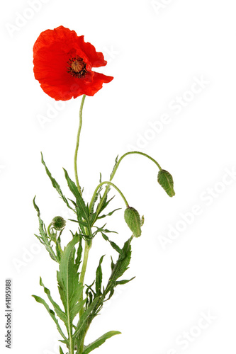 Coquelicot