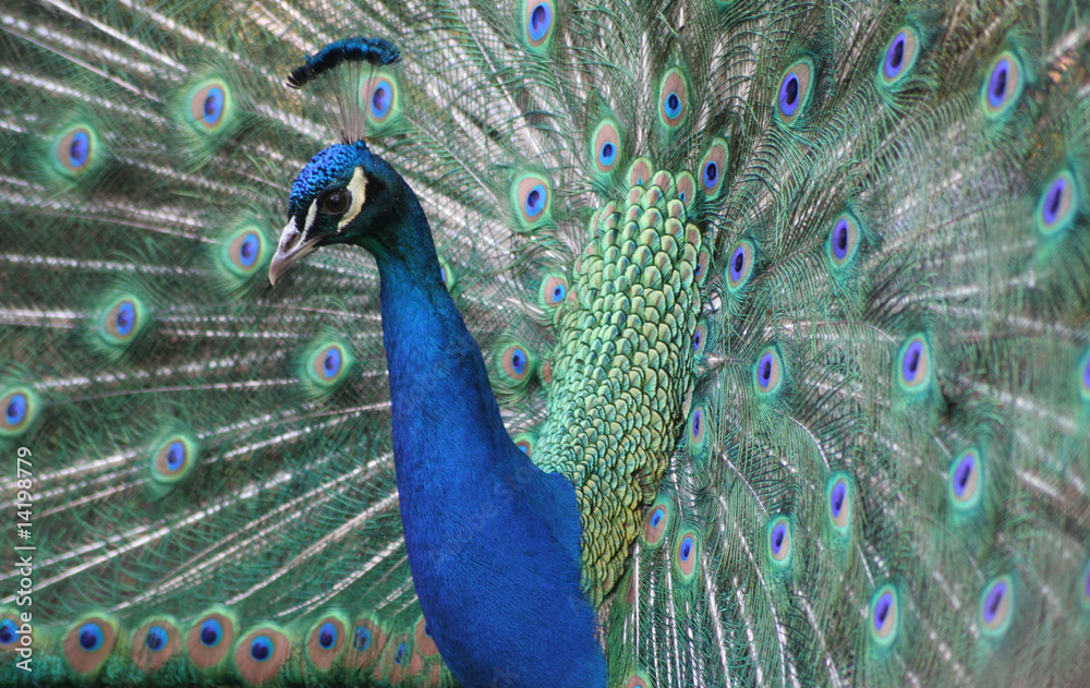 Obraz premium peacock