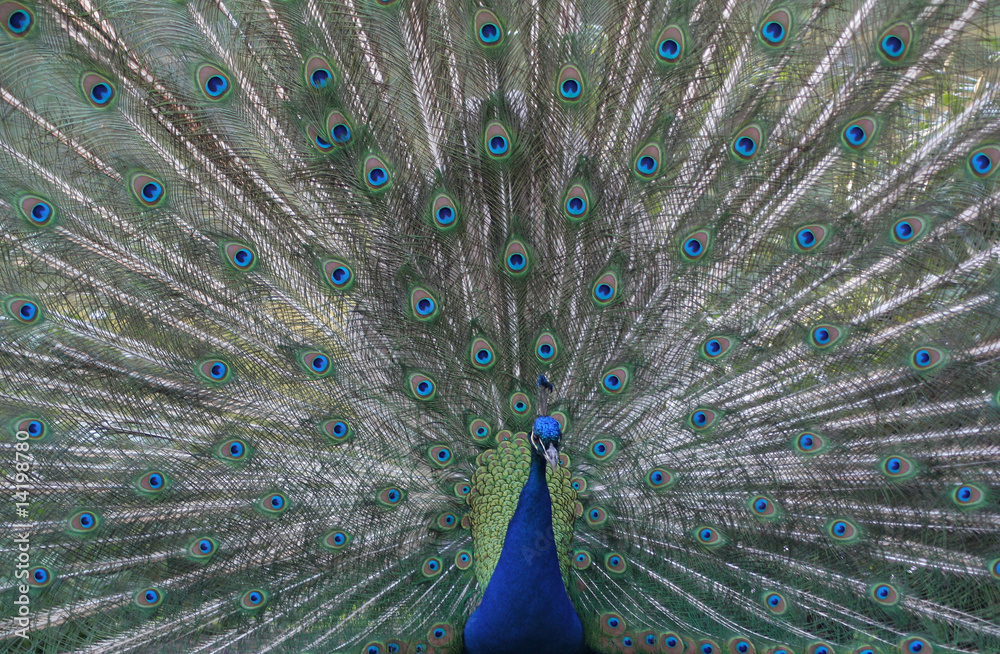 Fototapeta premium peacock