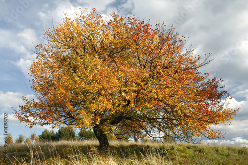 autumn apple-tree