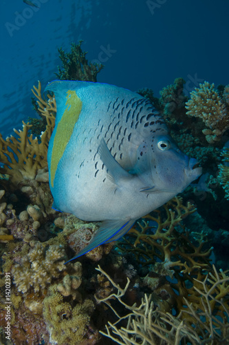 Yellowbar  Angelfish (Pomacanthus maculosus) photo