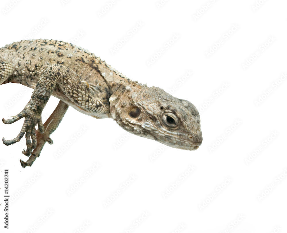 Fototapeta premium Agama isolated on white background