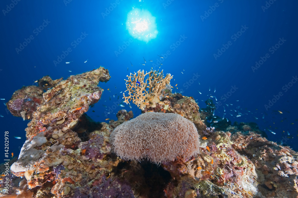 Fototapeta premium ocean, sun and fish