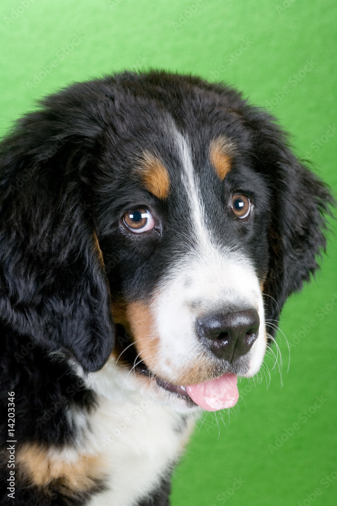 young bernese mountain dog portrait isolated on green