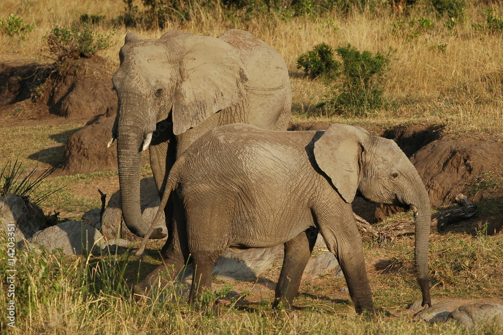 Fototapeta premium African Bush Elephant (Loxodonta africana) at Masai Mara, Kenya