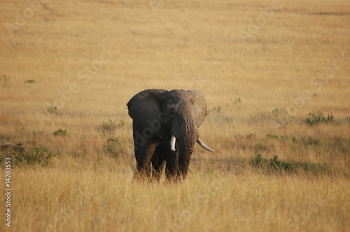 African Bush Elephant (Loxodonta africana) at Masai Mara, Kenya