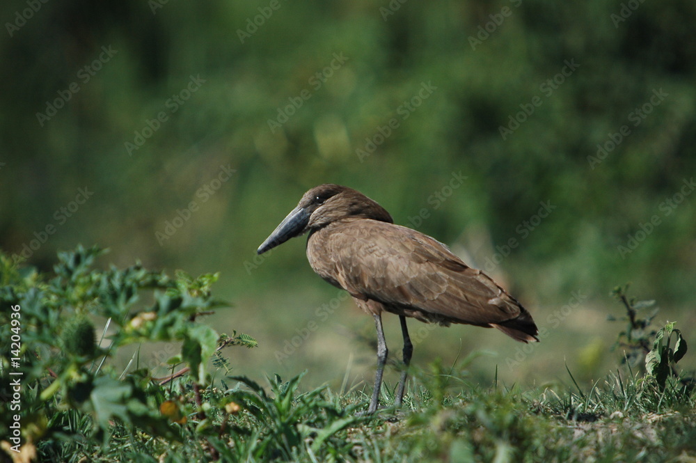 Fototapeta premium Hammerkop, Scopus umbretta, Africa, Kenya, Masai Mara