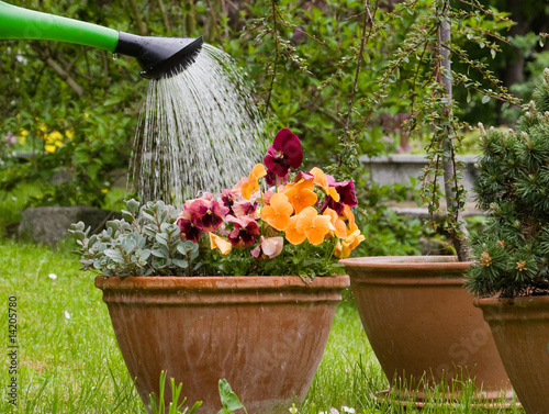 garten gartenarbeit blume gießen