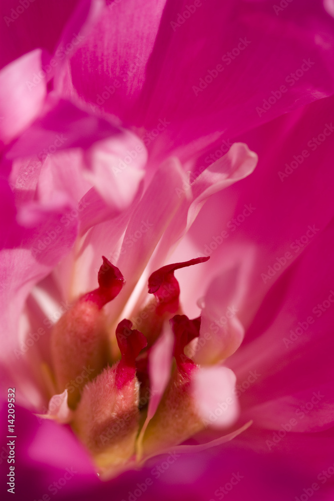 Pfingstrose Blütenzauber (Paeonia officinalis)