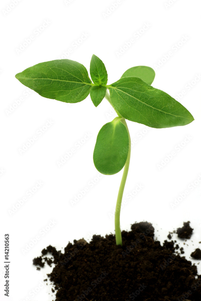 The seedling of the sunflower The seedling of the sunflower