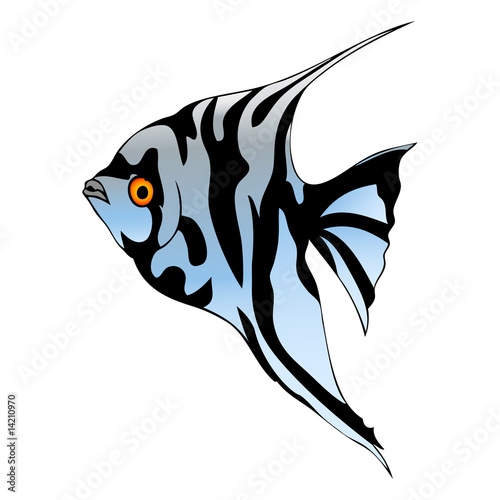 Fish isolated on white background