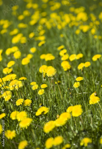 Dandelion on a field © gemenacom