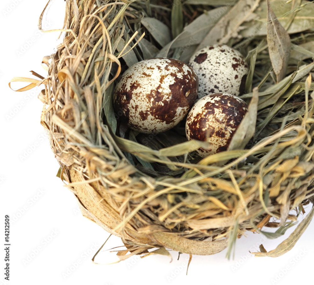 3 oeufs dans un nid d'oiseau 3 oeufs dans un nid d'oiseau