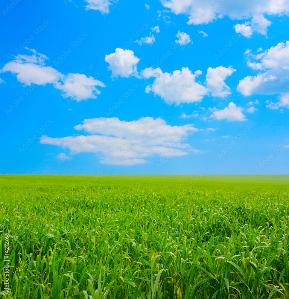 Green field and white clouds