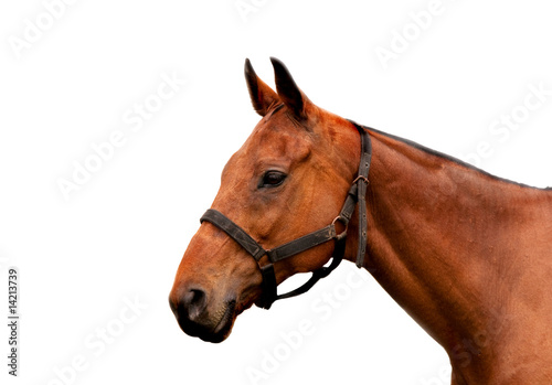 Isolate head of a cobbed horse with partial harness © Sally Wallis