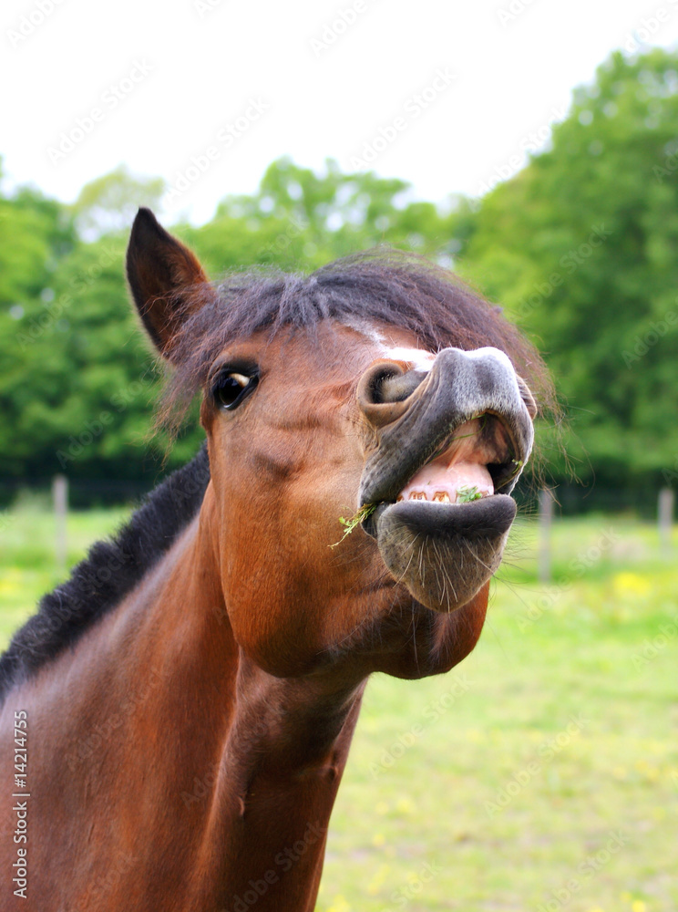 Fototapeta premium le rire du cheval