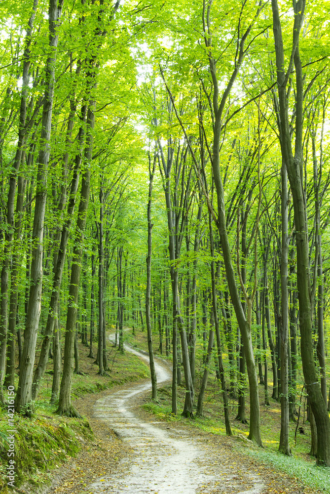 Fototapeta premium Forest