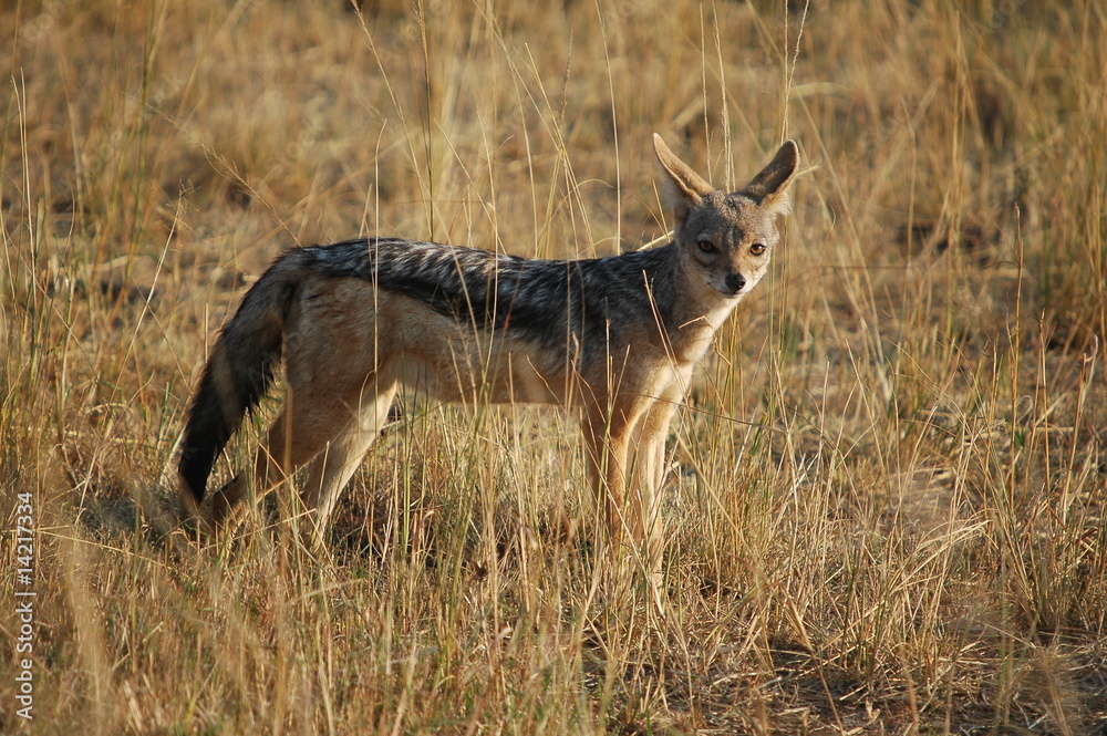 Black-backed Jackal (Canis mesomelas), Masai Mara, Kenya Black-backed Jackal (Canis mesomelas), Masai Mara, Kenya