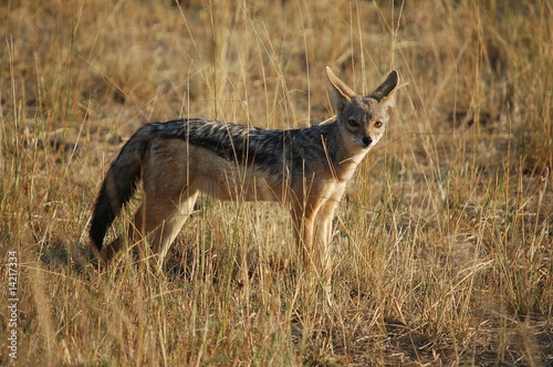 Black-backed Jackal  Canis mesomelas   Masai Mara  Kenya