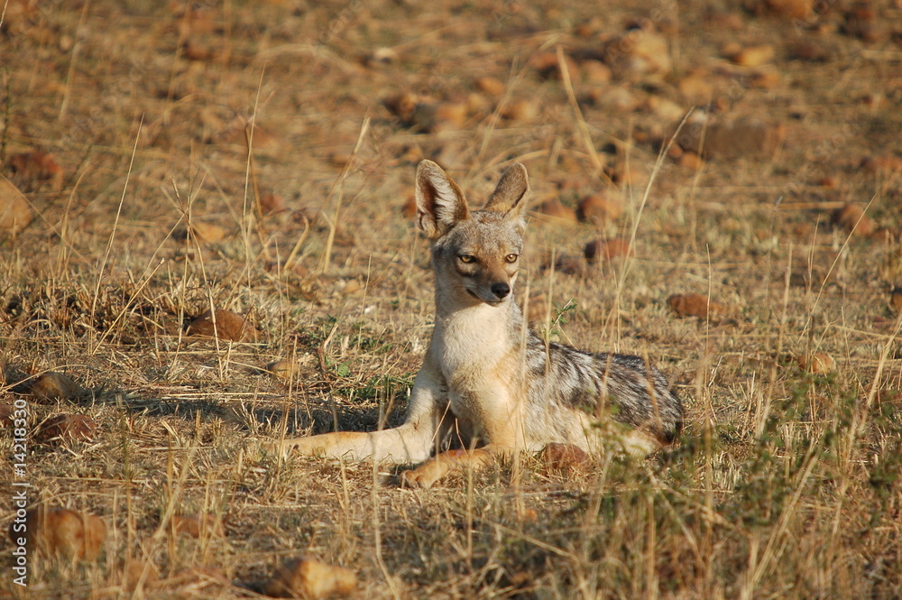 Fototapeta premium Black-backed Jackal (Canis mesomelas), Masai Mara, Kenya