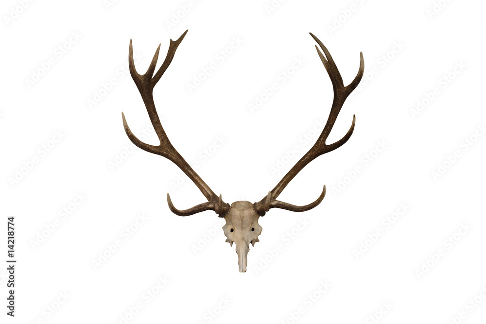 A Display Set of Deer Antlers.