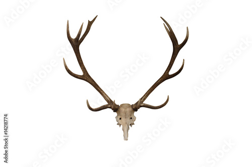 Obraz na plátně A Display Set of Deer Antlers.