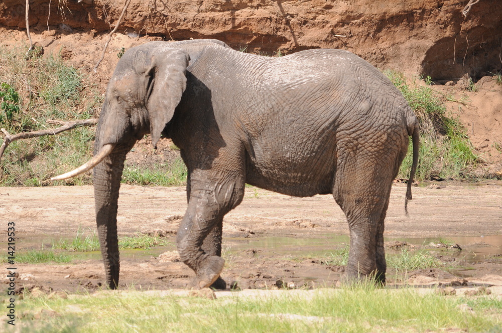 Fototapeta premium Elefant