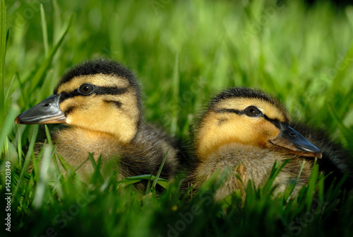 Фотография Extreme Closup of Mallard Ducklings