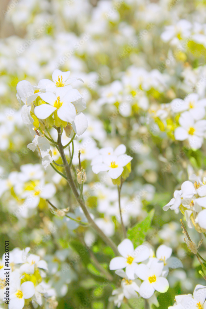 Small white flowers blooming in spring. Small white flowers blooming in spring.