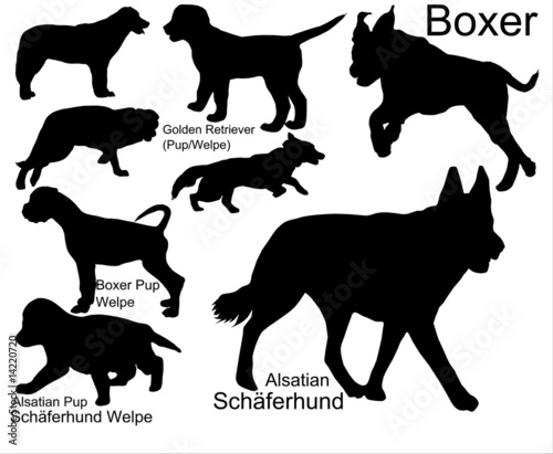 Rassehunde